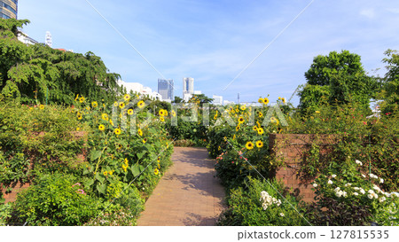 Hydrangea of Yamashita Park 127815535