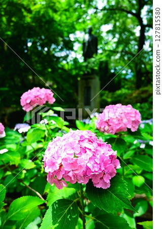 雨季天空中盛開的粉紅色繡球花 雨季天空中盛開的粉紅色繡球花 127815580