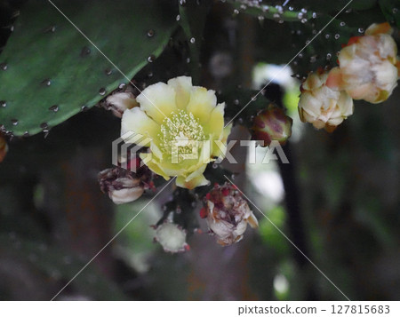 仙人掌的奶油色花朵和花蕾（仙人掌花中心的特寫） 127815683