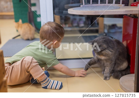 Caucasian little boy in a cat cafe. Caucasian little boy in a cat cafe. 127815735