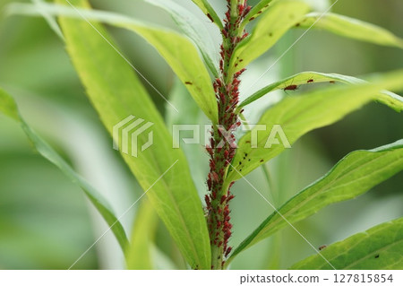 Solidago apidus aphid Solidago apidus aphid 127815854