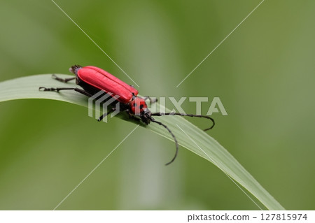 Living creatures, insects, red long-horned beetles, with their beautiful bright red color. They are often seen from April to June. 127815974