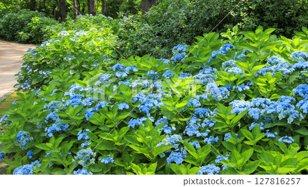 八景島的繡球花 八景島的繡球花 127816257
