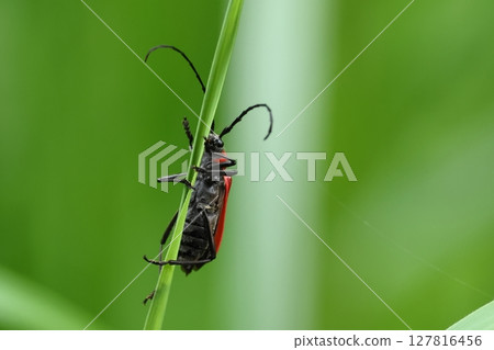 Living creatures, insects, red long-horned beetle, resting on grass, showing its all-black belly Living creatures, insects, red long-horned beetle, resting on grass, showing its all-black belly 127816456