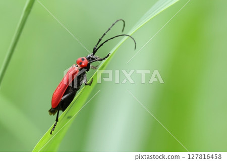 五月下旬,草地上出現了各種生物,例如紅色長角甲蟲等。成蟲會去花叢,因此在公園等地也能看到它們。 五月下旬,草地上出現了各種生物,例如紅色長角甲蟲等。成蟲會去花叢,因此在公園等地也能看到它們。 127816458