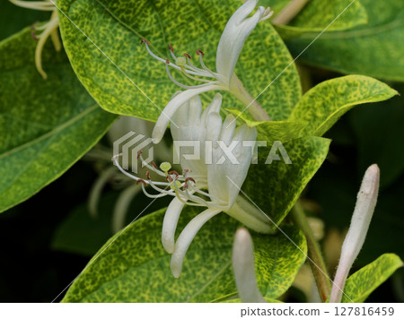 Evergreen climbing woody plant Caprifoliaceae Honeysuckle flower 127816459