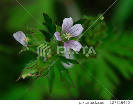 Flowering of Carolina geranium 127816460