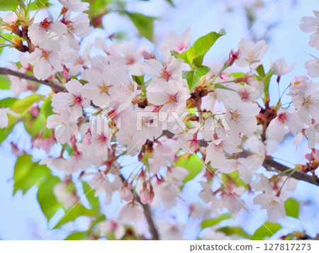 Close-up of cherry blossoms shining in the spring sunlight 127817273