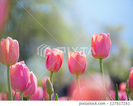 粉紅色的鬱金香在藍天中閃耀 127817281