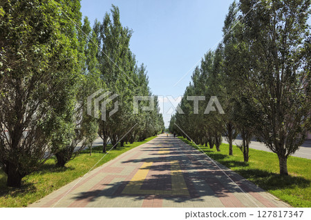 Poplar alley in the city center. 127817347
