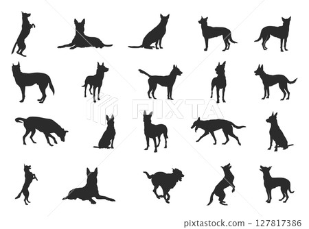 Belgian malinois silhouette, Belgian malinois dog silhouettes, Dog silhouettes, Dog icon, Belgian malinois clipart, Dog vector illustration. Belgian malinois silhouette, Belgian malinois dog silhouettes, Dog silhouettes, Dog icon, Belgian malinois clipart, Dog vector illustration. 127817386