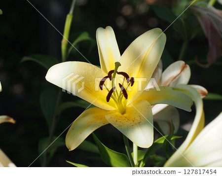 一朵黃色的百合花(一朵乳黃色的康卡多百合沐浴在透過樹木的陽光下) 一朵黃色的百合花(一朵乳黃色的康卡多百合沐浴在透過樹木的陽光下) 127817454