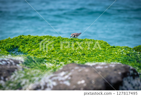 Oriental Plover Amidst Laomei Green Reef in Shimen New Taipei City Taiwan. 127817495
