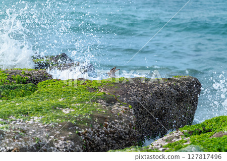 Oriental Plover Amidst Laomei Green Reef in Shimen New Taipei City Taiwan. 127817496