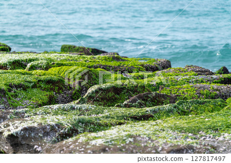 Oriental Plover on Green Algae Shore at Laomei Green Reef Taiwan. Oriental Plover on Green Algae Shore at Laomei Green Reef Taiwan. 127817497