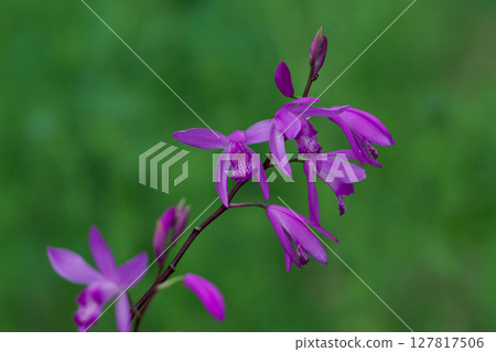 紫色蘭花，蘭科多年生植物， 127817506