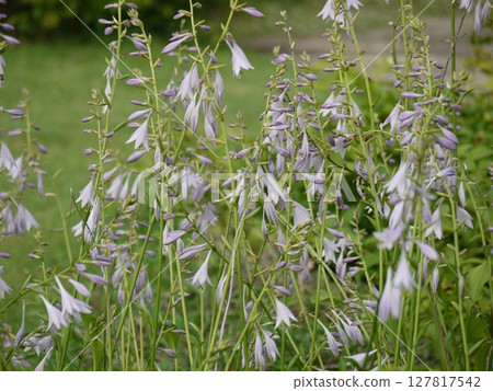 Kobagi Bouchi花 127817542