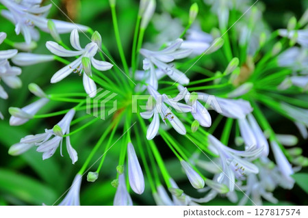 Agapanthus (purple orchid) 127817574