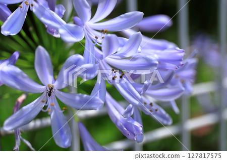 Agapanthus (purple orchid) Agapanthus (purple orchid) 127817575