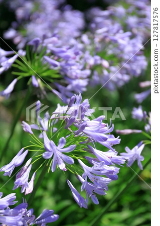 百子蓮(紫色蘭花) 百子蓮(紫色蘭花) 127817576