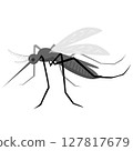 蚊子、夏季、害蟲、驅蟲劑、昆蟲、登革熱 127817679