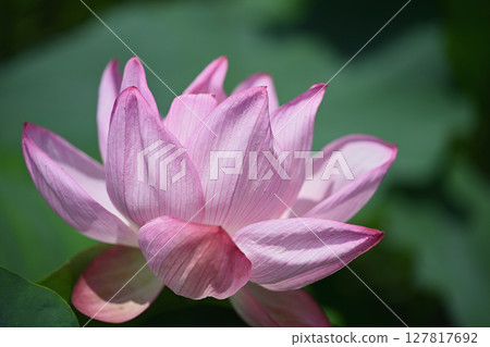 A lotus 127817692