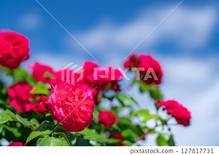 [初夏素材]紅玫瑰和藍天[長野縣] 127817731