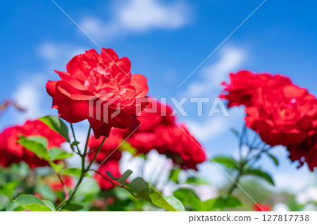 [初夏素材]紅玫瑰和藍天[長野縣] 127817738