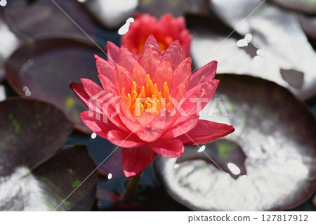 Water lily 127817912