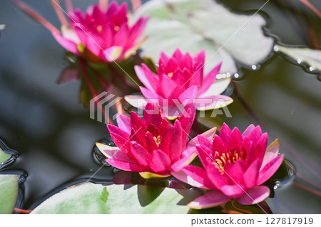 Water lily 127817919