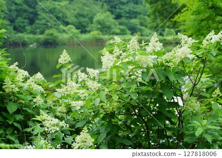 Deutzia paniculata blooming by the water Deutzia paniculata blooming by the water 127818006