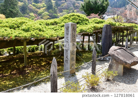 Yuryu Pine at Zenbouji Temple in Kyoto City 127818061