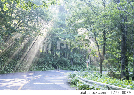 Scenery of light shining on the road surrounded by fresh greenery, Oku-Daisen 127818079