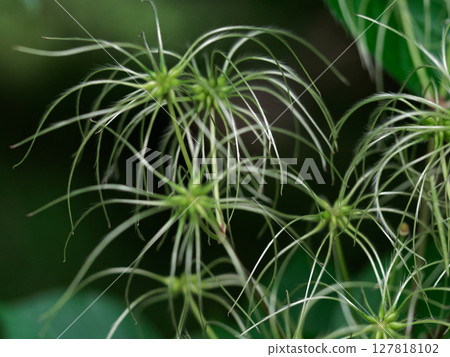 毛茛科落葉多年生攀緣植物鐵線蓮的幼果 毛茛科落葉多年生攀緣植物鐵線蓮的幼果 127818102
