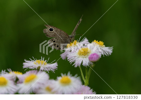 吸食花蜜的蝴蝶 蛺蝶科 小斑蝶 ♀ 127818330