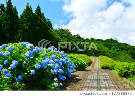 Hydrangea flowers in full bloom at Yamamotoyama Kogen Nakamichi Pocket Park in Ojiya City, Niigata Prefecture 127818372