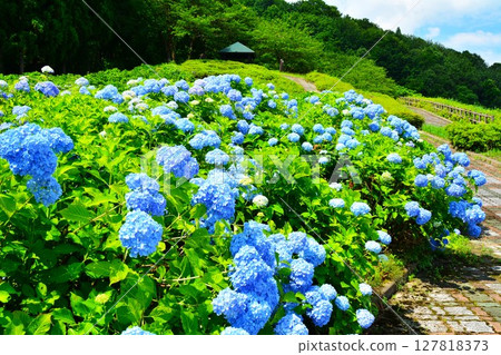 新潟縣小千谷市山本山高原中道袖珍公園的繡球花盛開 新潟縣小千谷市山本山高原中道袖珍公園的繡球花盛開 127818373