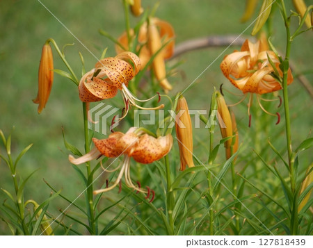 Flower of Konioni lily 127818439