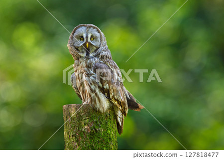 Great grey owl perching on stump on green background. Strix nebulosa 127818477