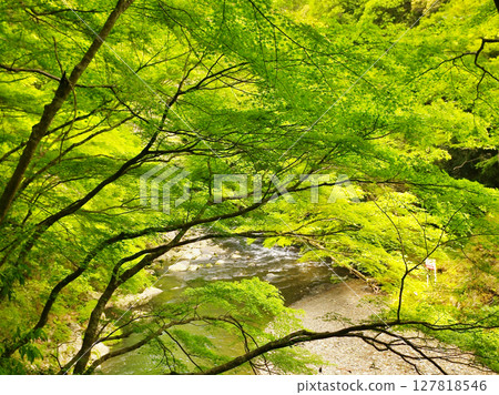 Beautiful scenery around Jingoji Temple in Takao, Kyoto Beautiful scenery around Jingoji Temple in Takao, Kyoto 127818546