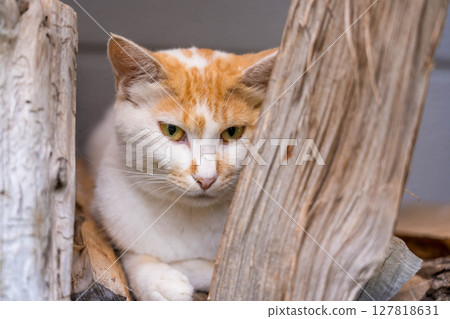貓媽媽看見了 貓媽媽看見了 127818631