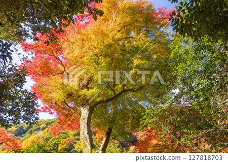 大阪府箕面市箕面公園的紅葉 127818703
