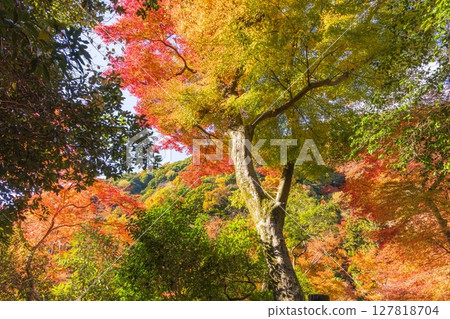大阪府箕面市箕面公園的紅葉 大阪府箕面市箕面公園的紅葉 127818704