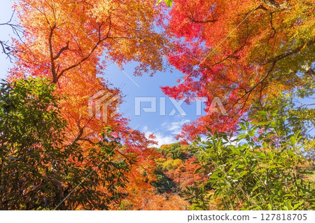 Autumn leaves at Minoh Park in Minoh City, Osaka Prefecture Autumn leaves at Minoh Park in Minoh City, Osaka Prefecture 127818705