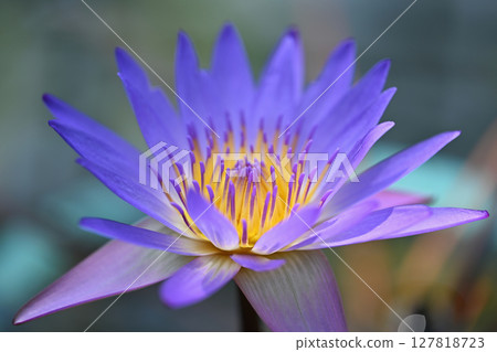 Water lily 127818723