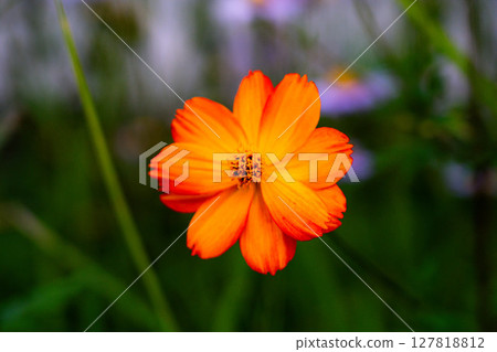 盛夏的黃色波斯菊 盛夏的黃色波斯菊 127818812