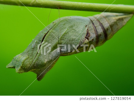 燕尾蝶的蛹。化蛹至今已五天。 127819054