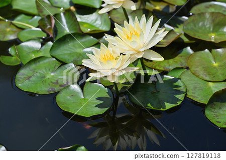 睡蓮 睡蓮 127819118