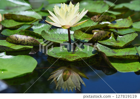 睡蓮 睡蓮 127819119