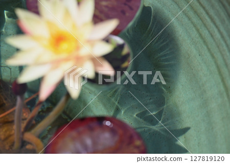 睡蓮 睡蓮 127819120